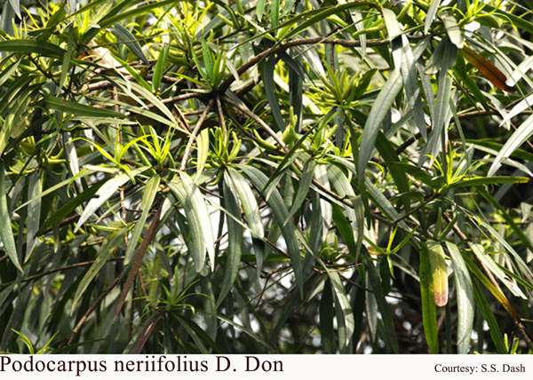 Podocarpus neriifolius D. Don